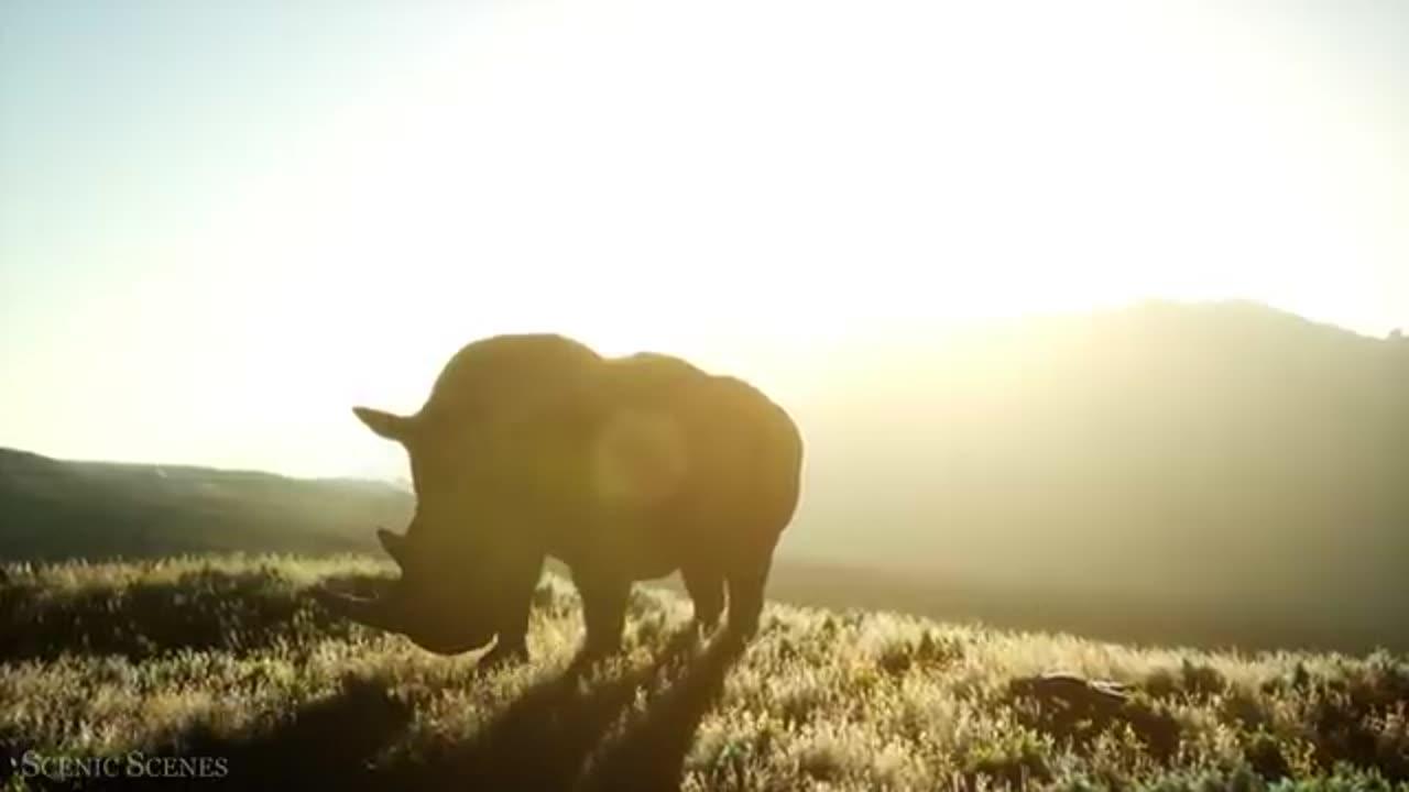 Amazing Scene of Wild Animals In 4K-Scenic Relaxation Film