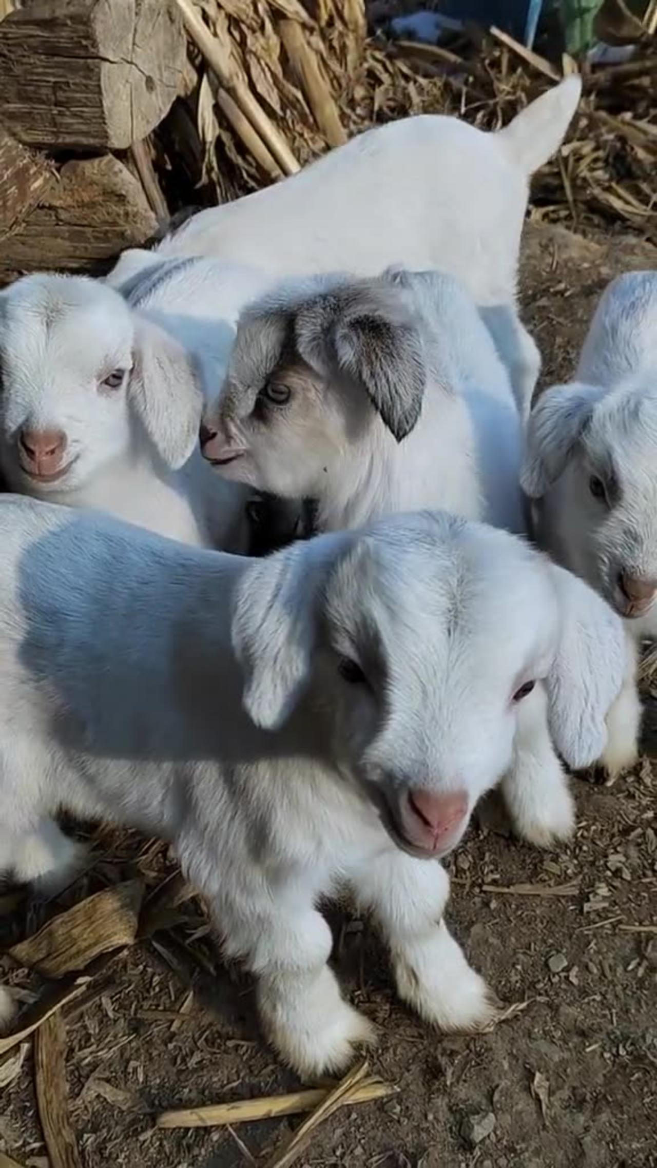 Cute goat baby animal