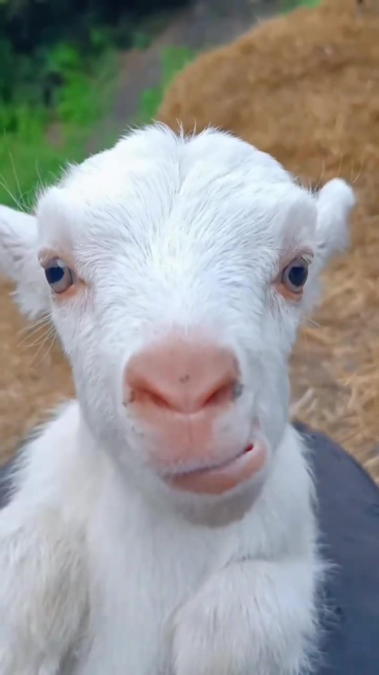 Cute goat funny video 😂😂#goat