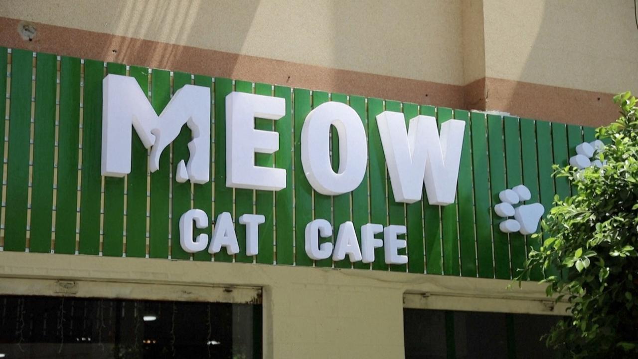 Gaza Welcomes Its First Ever Cat Cafe