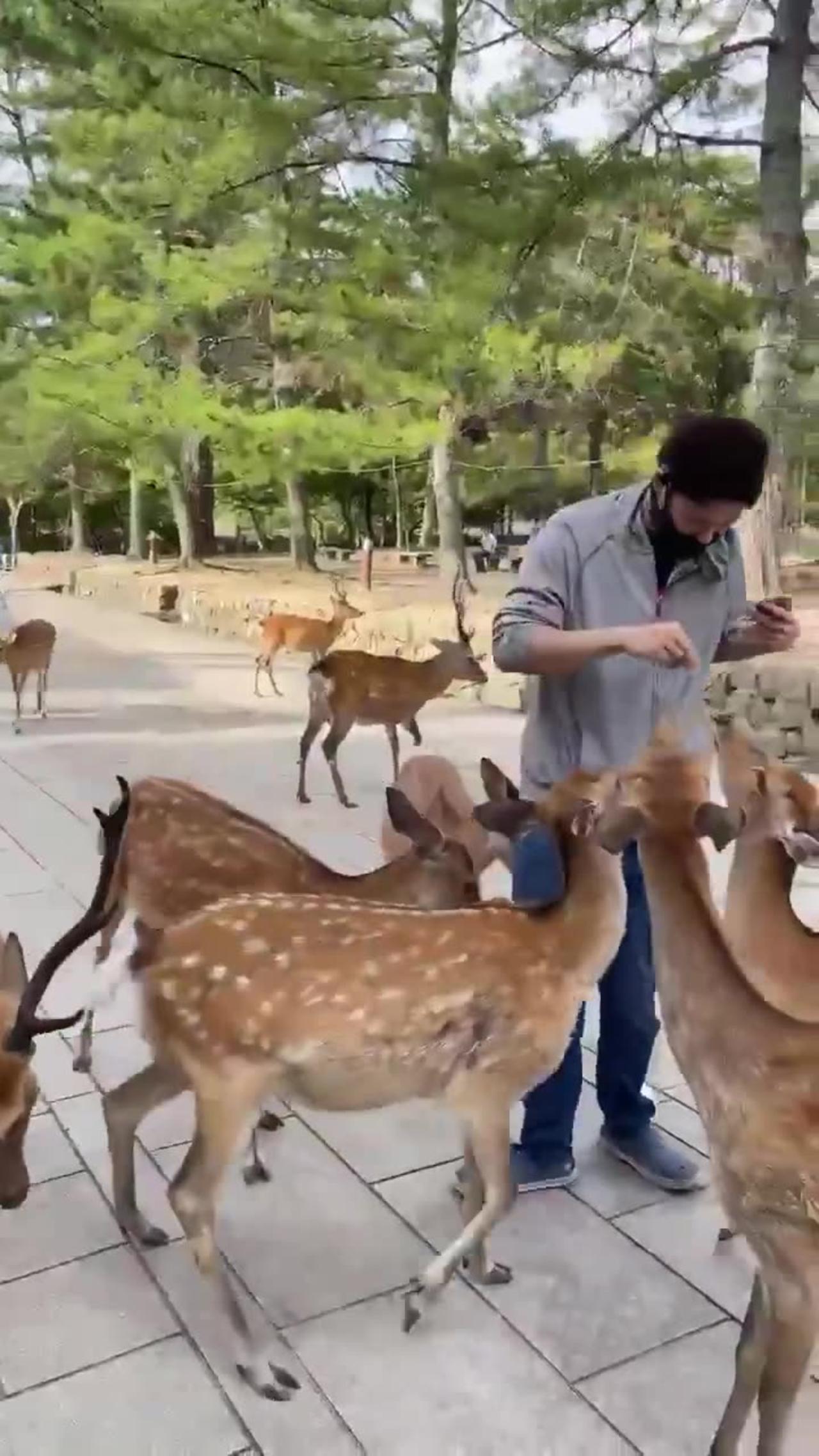 City of deer in japan(  Nara park)
