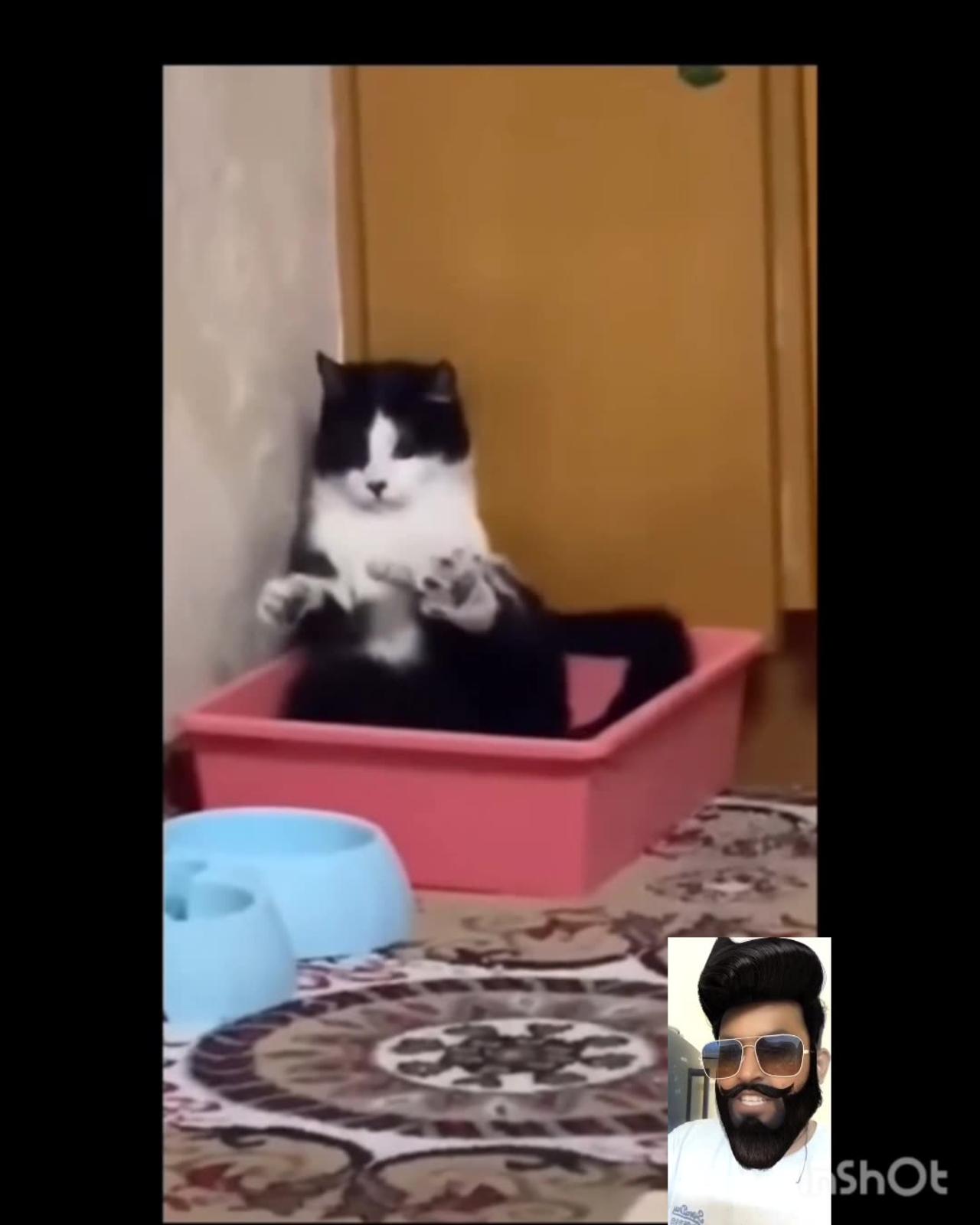 Funny animals part 3🤣