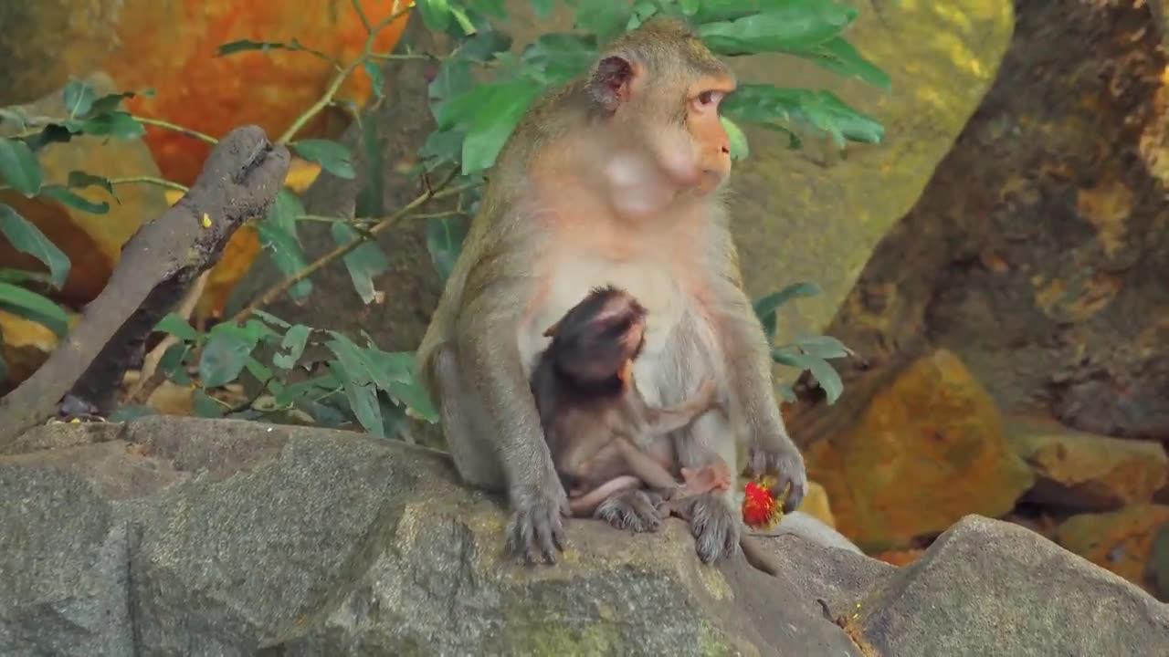 4K Quality Animal Footage - Monkeys Beautiful Scenes Episode 2 | Viral Monkey