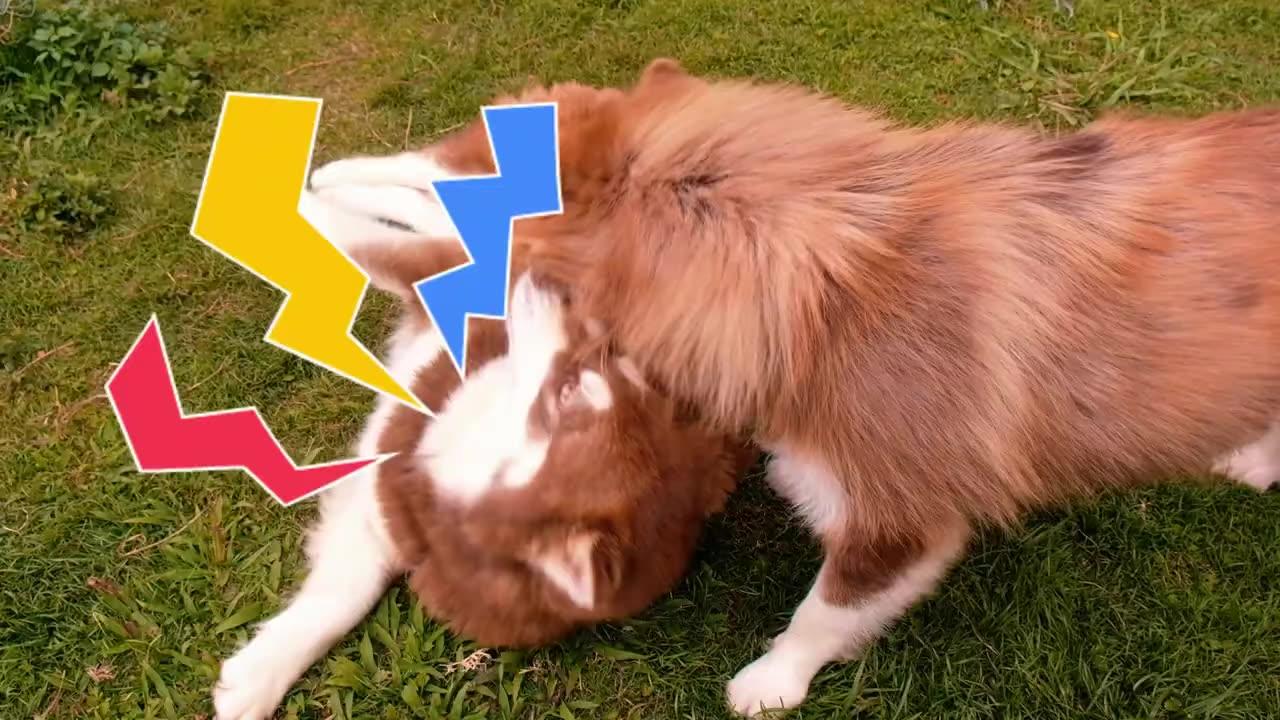 Beautiful Dogs And Puppies In Stunning 4K Footage
