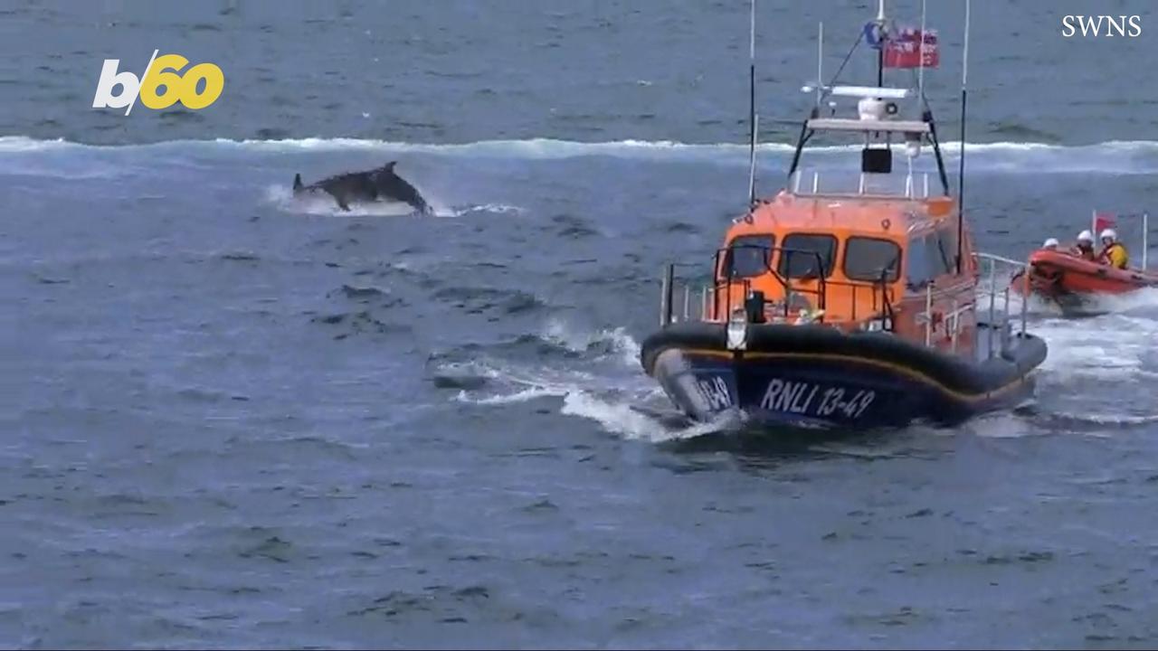 British Dolphins Show Love for Lifeboat Charity