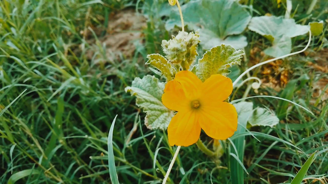 Aesthetic Yellow Flowers | Exploring Nature with Zeeshanedits