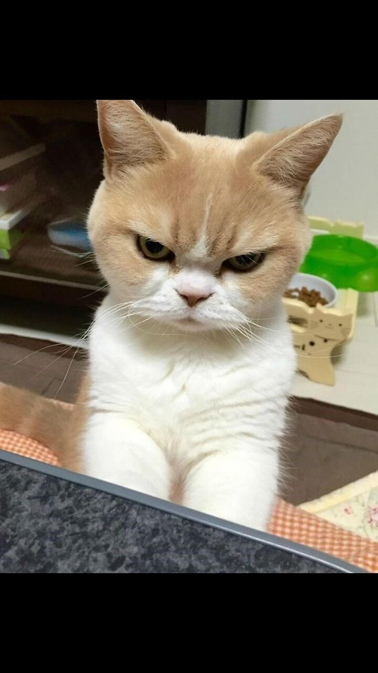 funny annoyed cats