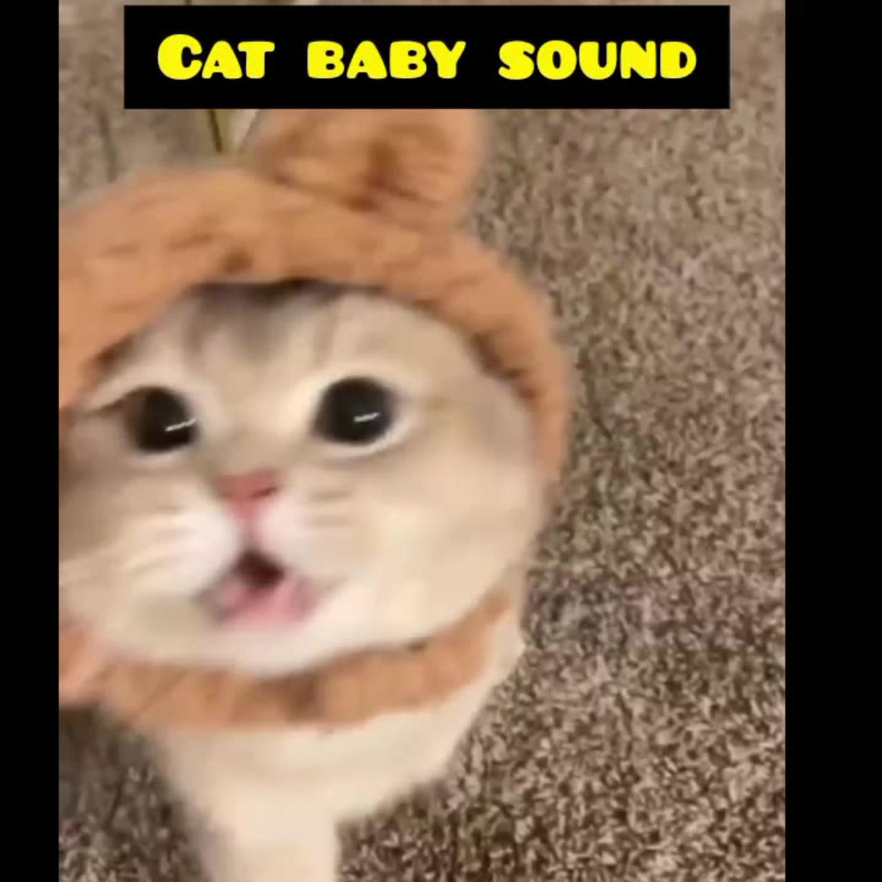 Funny cat video