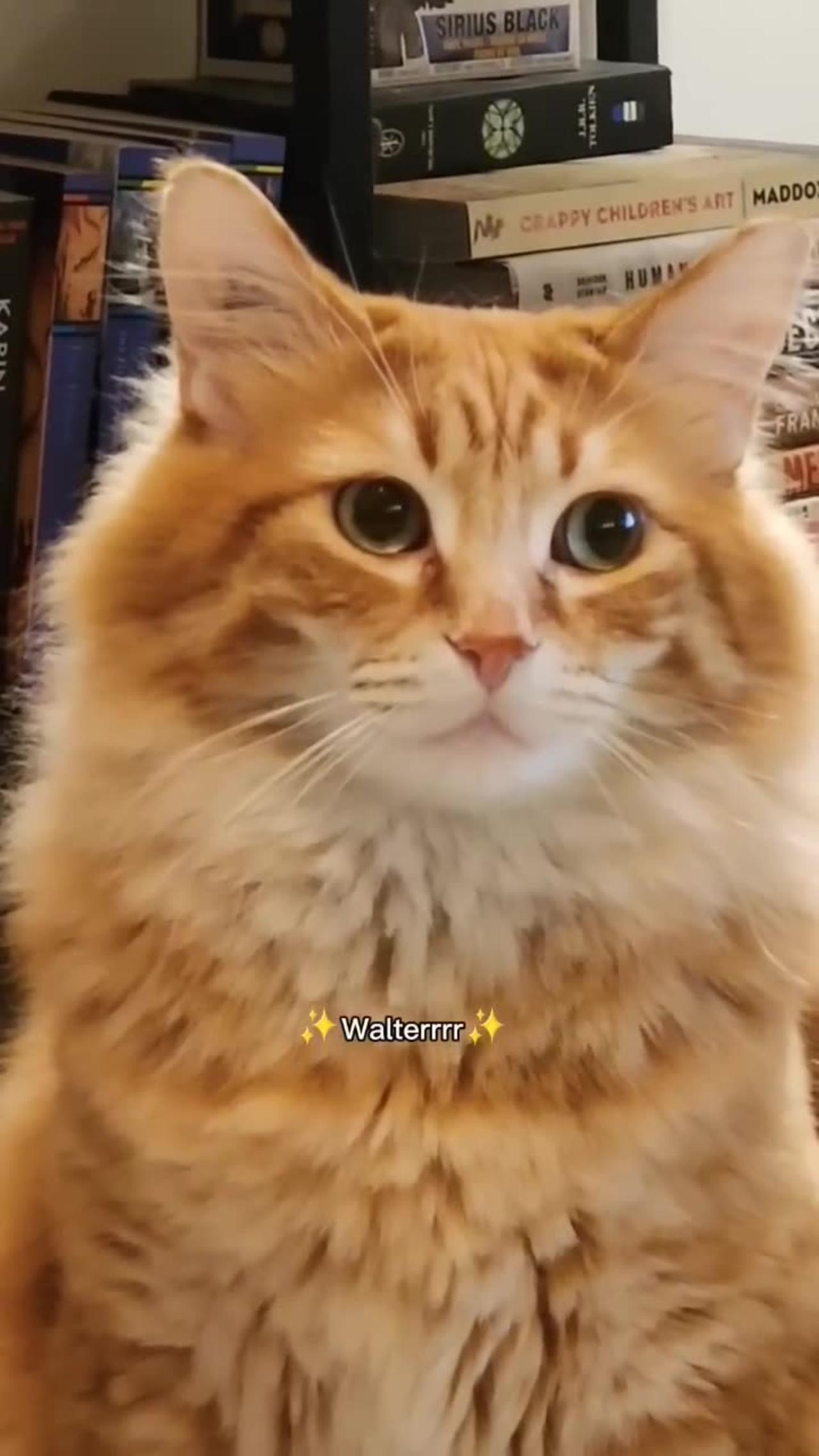 Is Your Cat Silently Suffering from This Hidden Diet Trap?