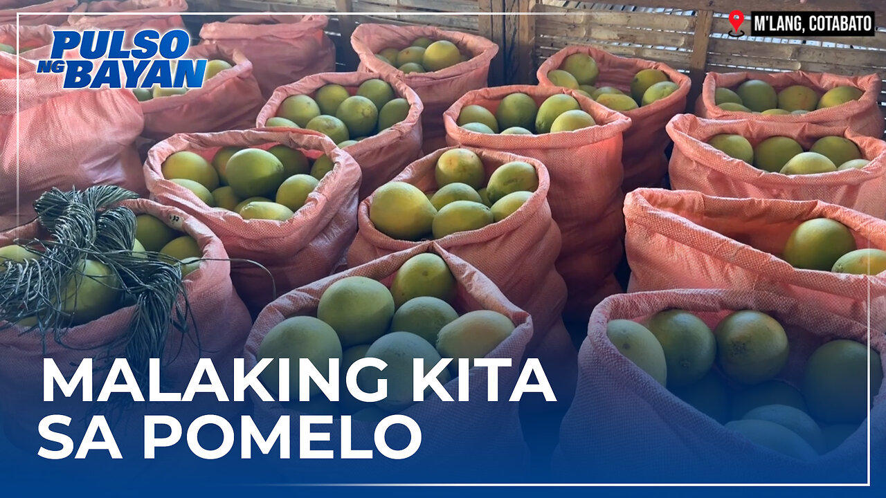 Potensyal ng pomelo farming; ipinaliwanag sa mga opisyal ng South Palawan | via MJ Mondejar