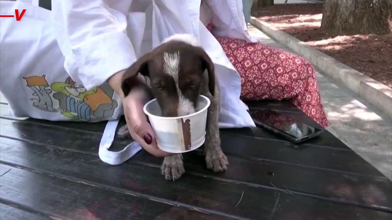 Georgia's Stray Animals Suffering in Heat Wave Get Volunteer Help