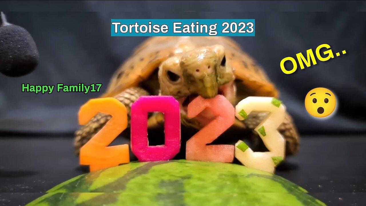 Turtle Tortoise Eating 2023 Watermelon - One News Page VIDEO