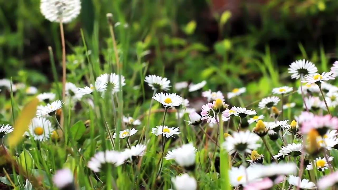 Blossoming Beauty: 4K Flower Video - Amazing Nature in HD | Natures God Official