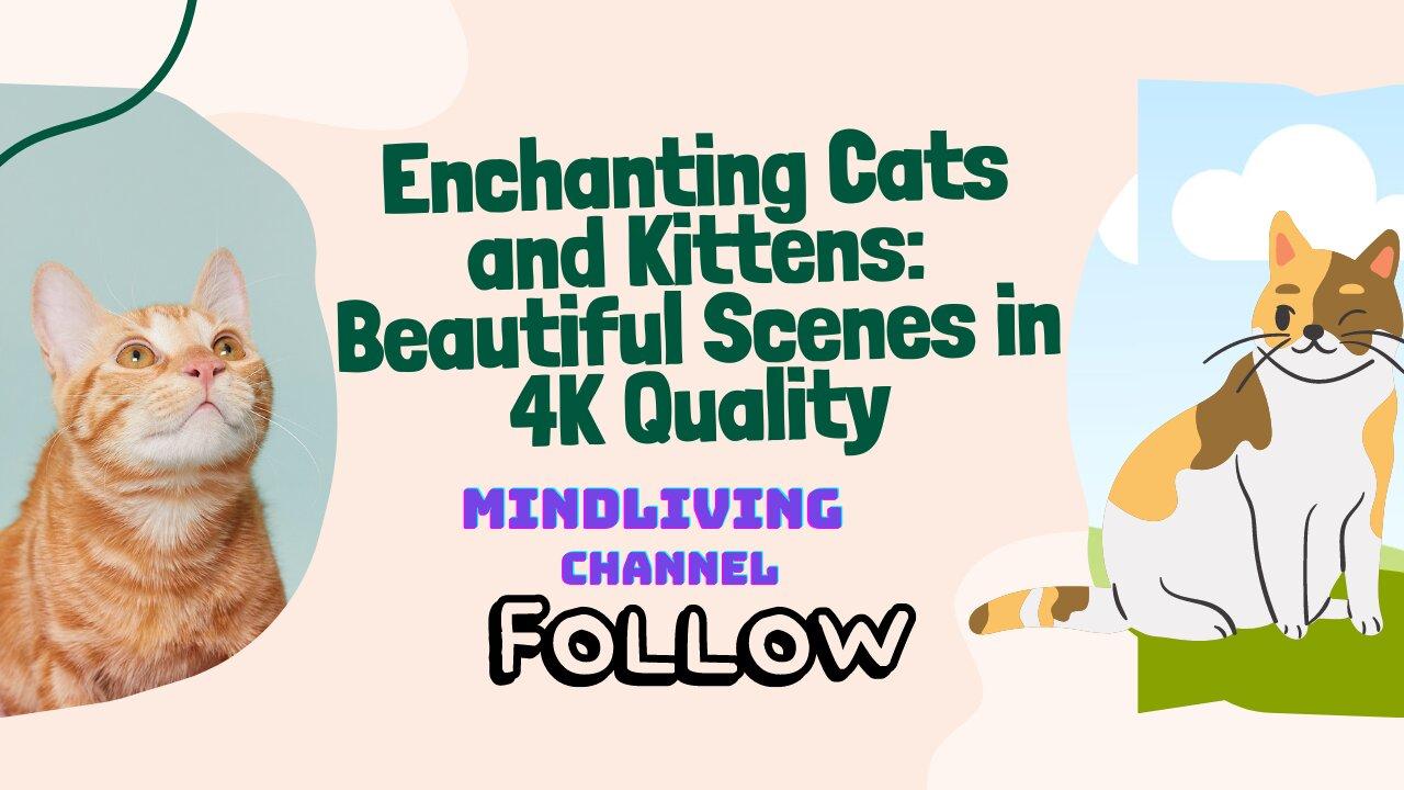Enchanting Cats and Kittens: Beautiful Scenes in 4K Quality