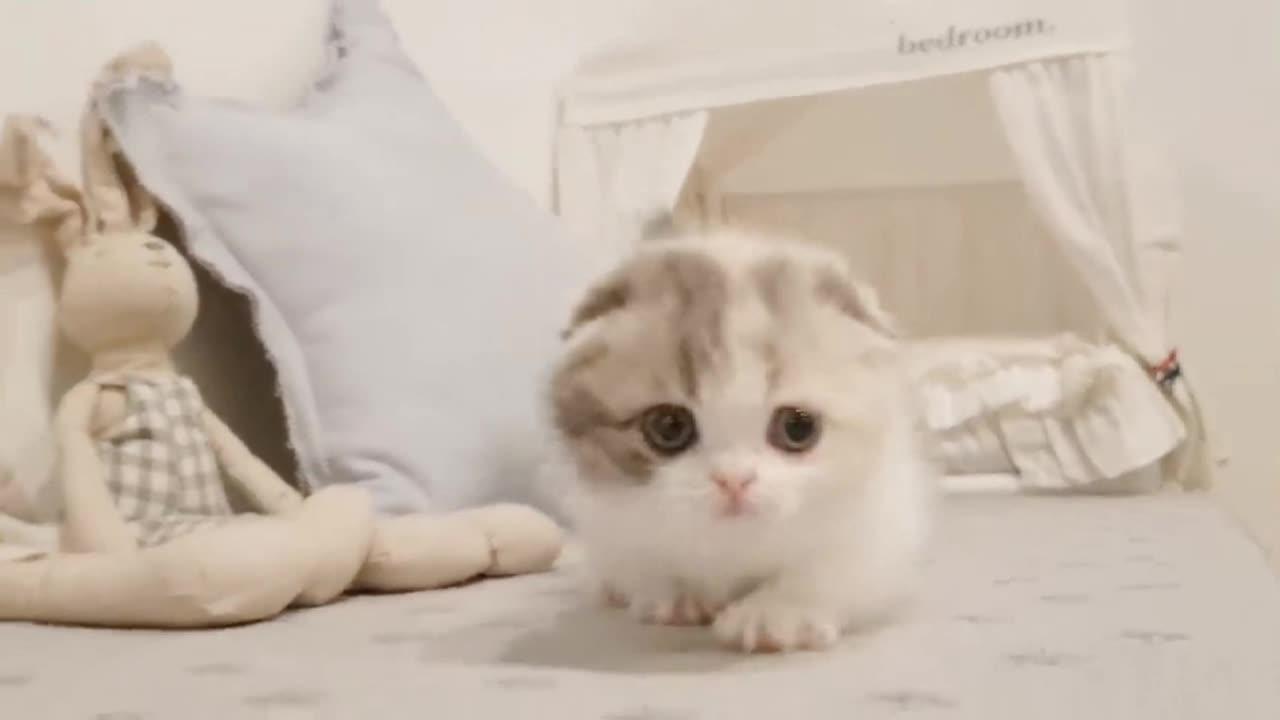 cute kitten videos short leg cat- - One News Page VIDEO