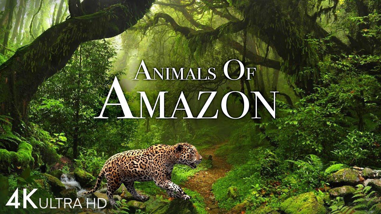 Animals of Amazon 4K - Animals That Call The Jungle Home