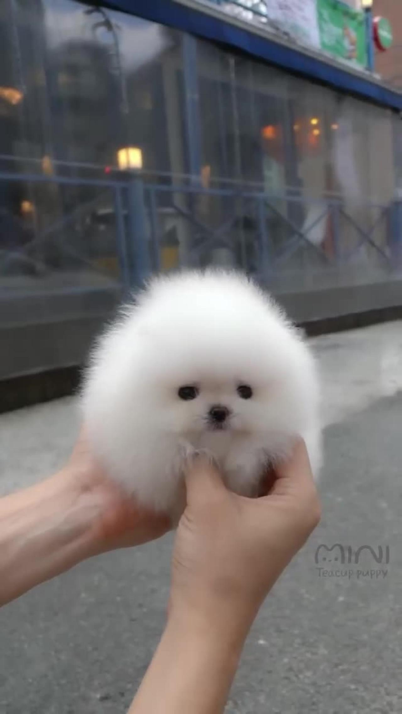 Cute_White_Miniteacup_Pomeranian_Puppy_Video_❤️😘🥰