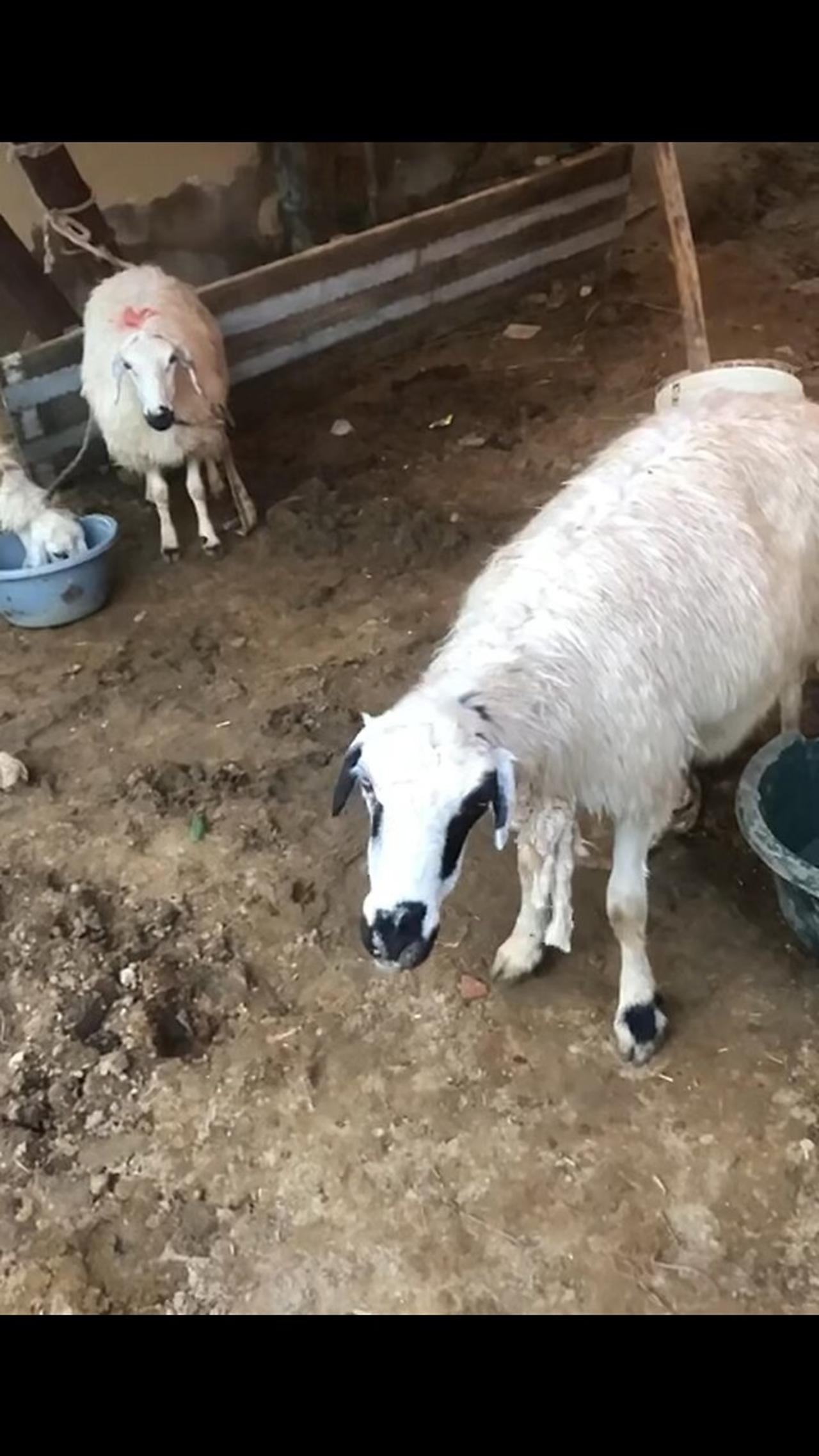Friendly animal sheep slowmo