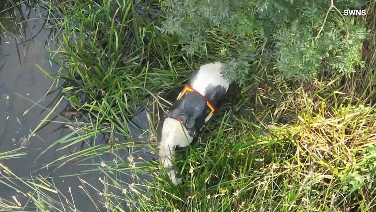 Drone Saves the Life of Missing Pony