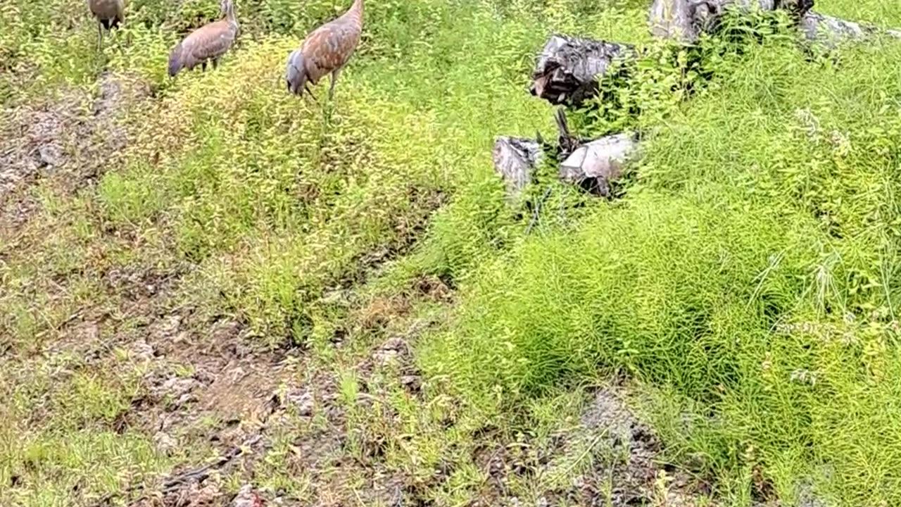 Sandhill Cranes beautiful "voices" chasing me off. Homer, AK 2/23/23