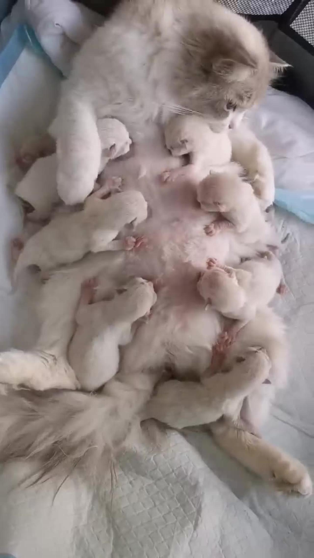 Mother cat Feeding her cutest tribe kittens One News Page VIDEO