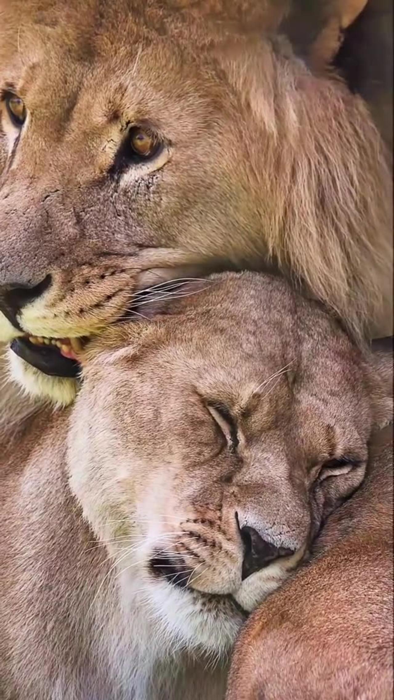 Lion Couples 🦁🦁 Animal Lovers ❤️When you are next to your special person