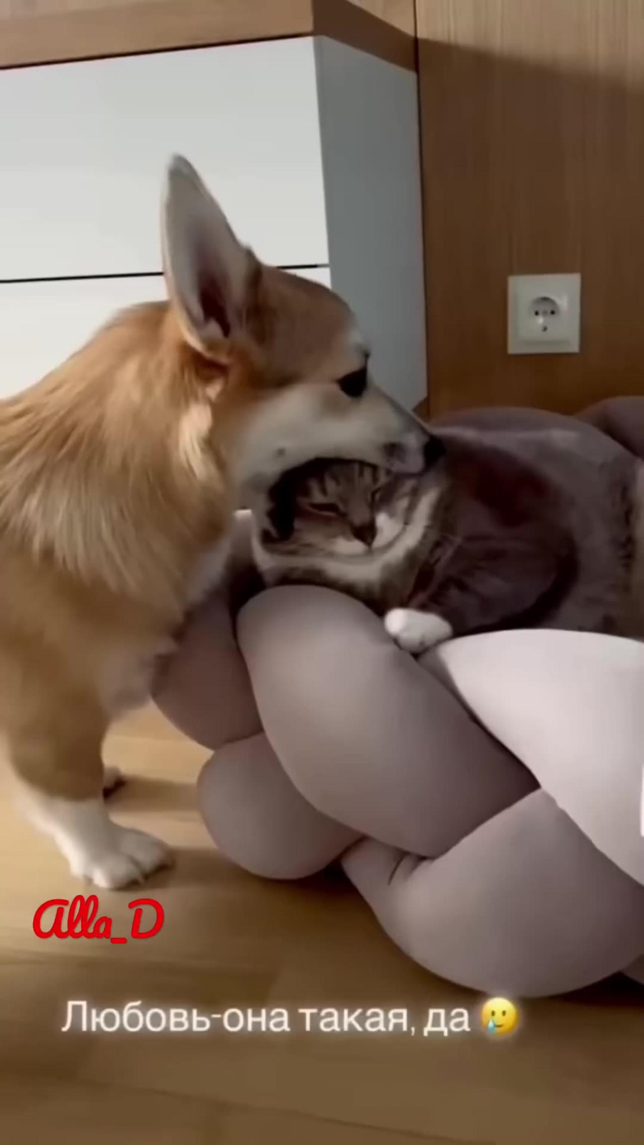 Unlikely friendship: Astonishing cat and dog duol short video