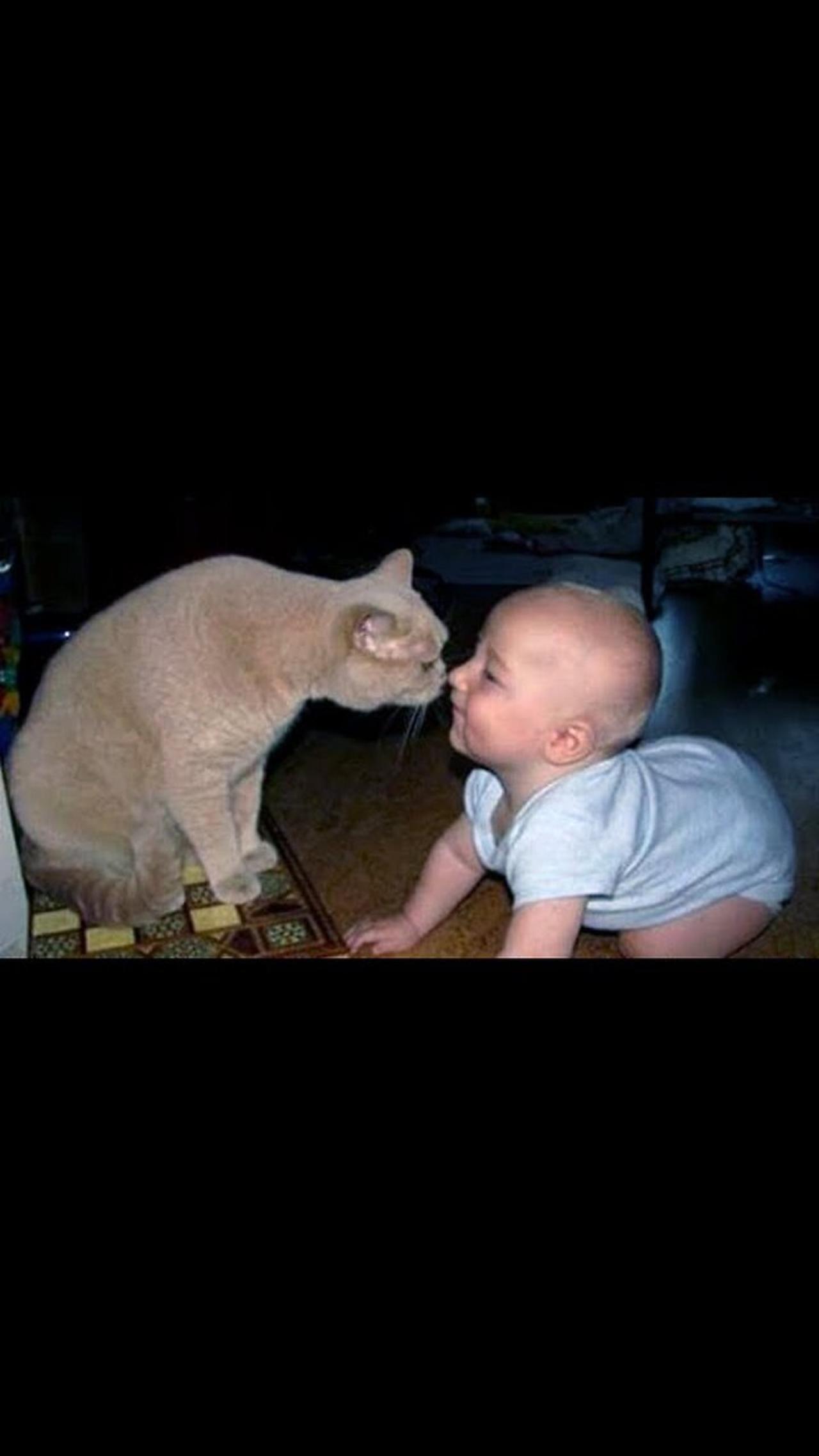 Babies Loves Cat's/Babies Fun With Cat's /funniest cat's
