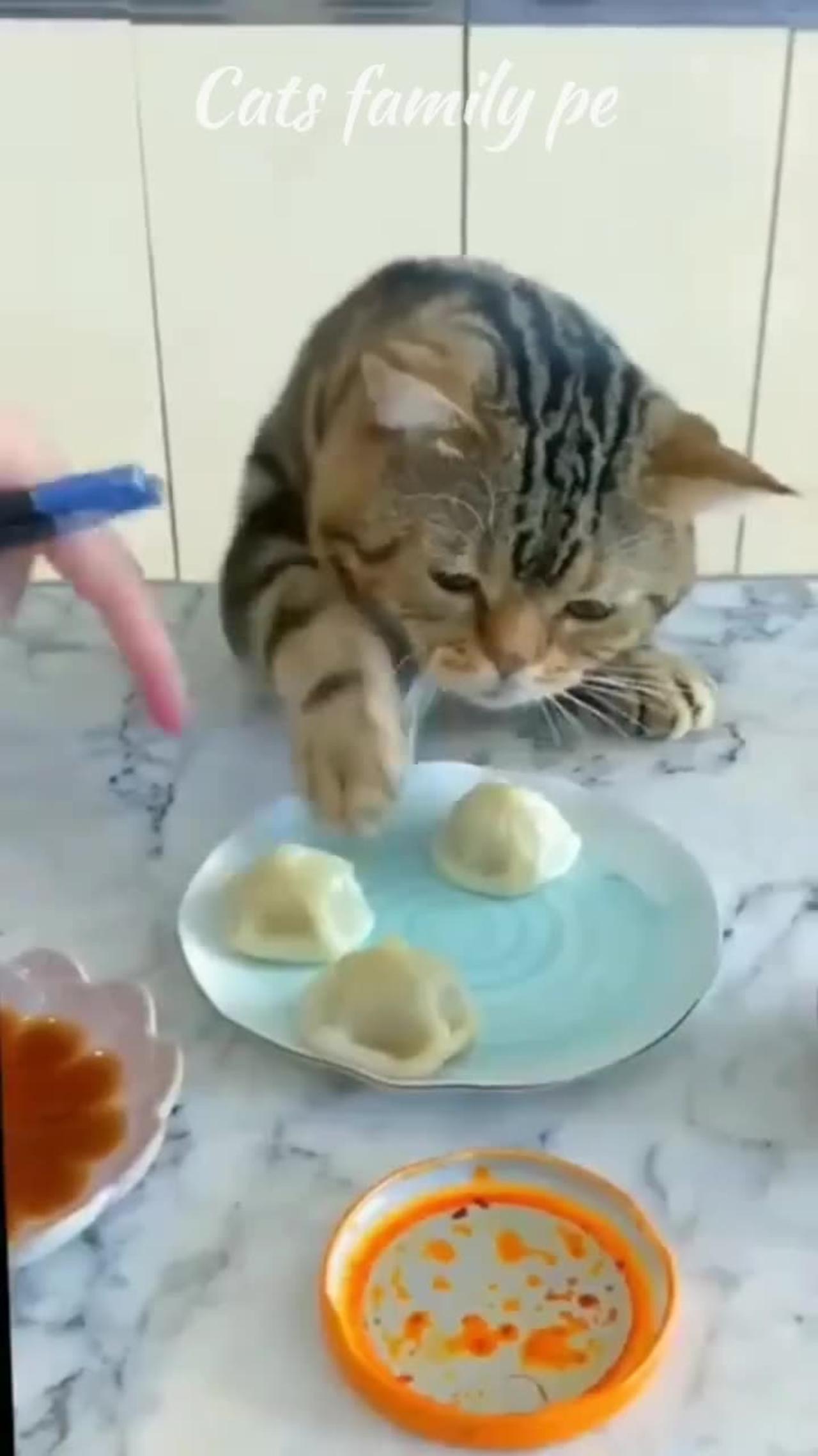 Funny_Cat_Videos_of_2023_Cat_Video_Funny%23shorts_%23funny_%23cats_%23shortvideo(720p)