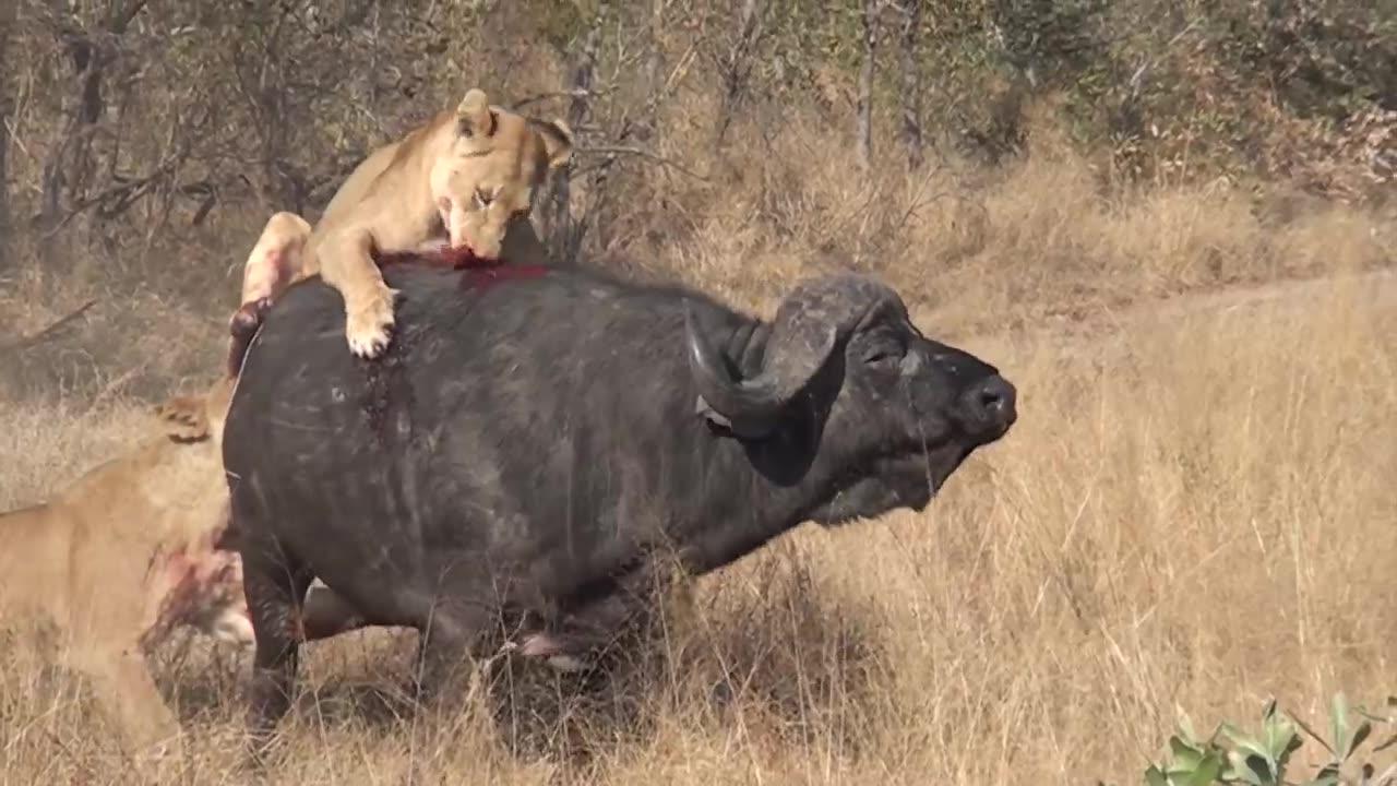 3 Lions Bring Down Buffalo In Epic Battle *Not For Sensitive Viewers