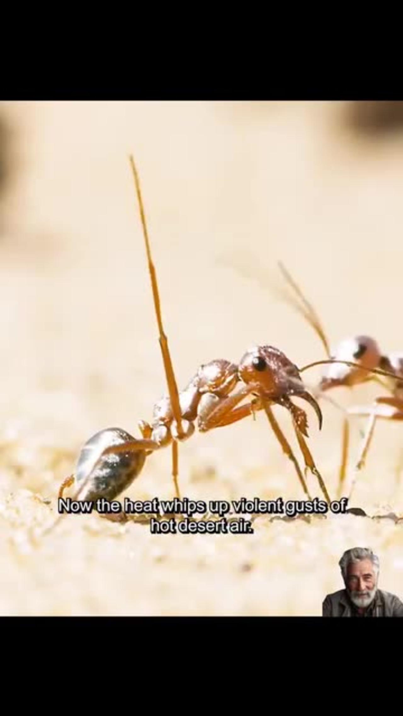 Lizard 🦎 🦎 Hunter - One News Page VIDEO