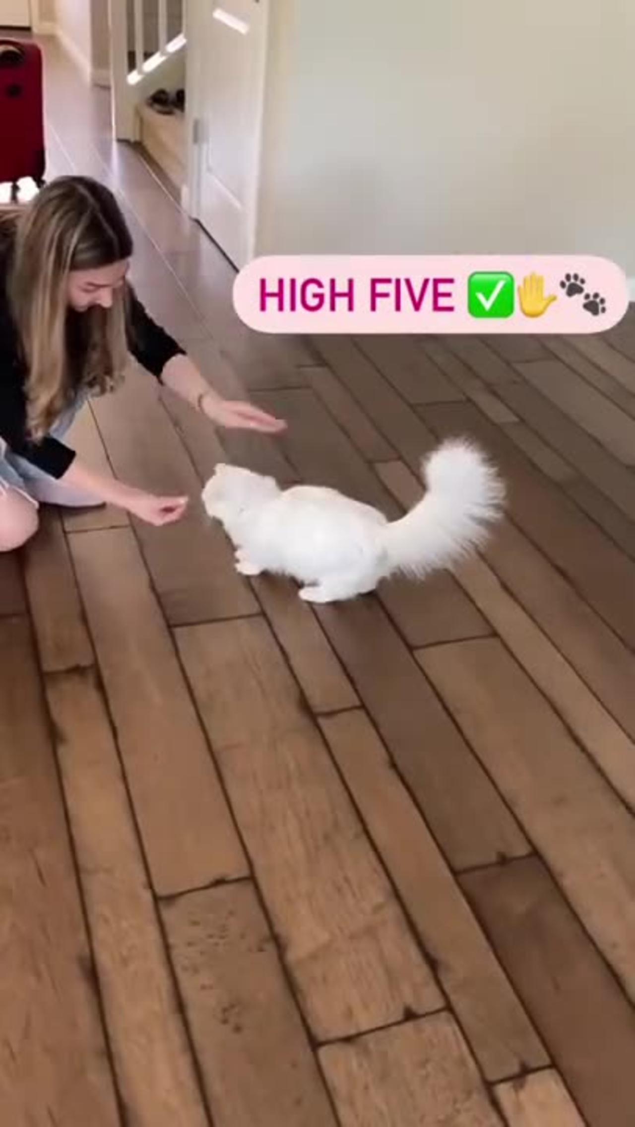 Cat training