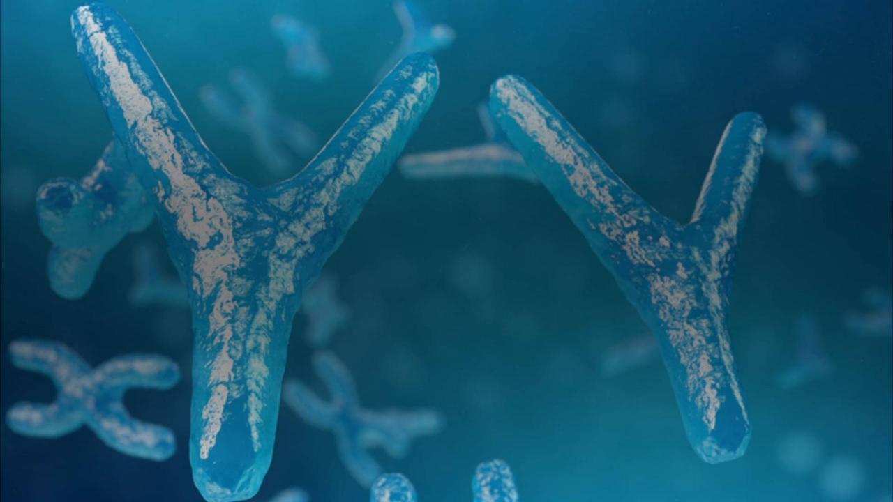 Scientists Completely Map the Human Y Chromosome for the First Time