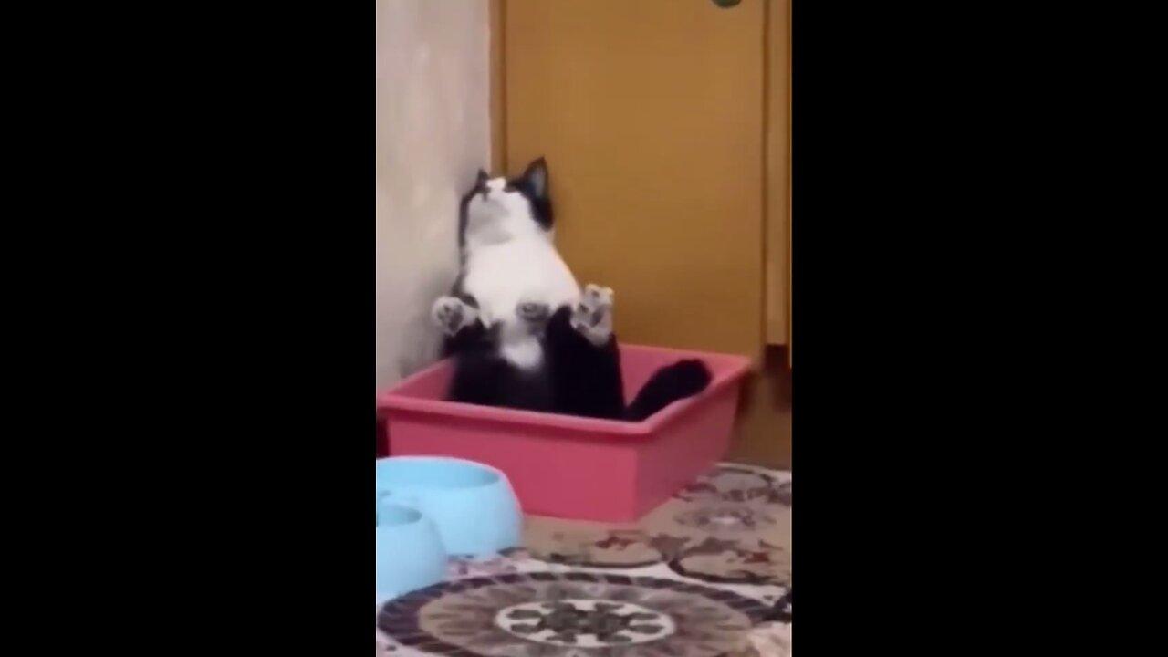 Cat Does the Most Unexpected Thing