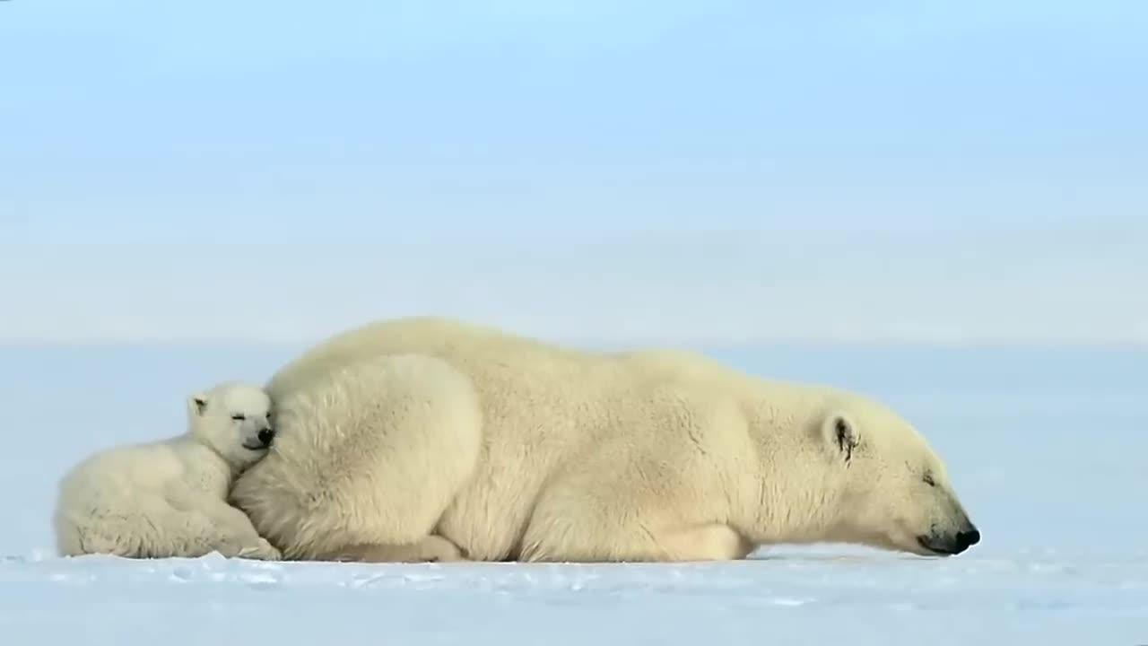 Polar bear cub is surprised by a seal - Snow Bears: Preview -