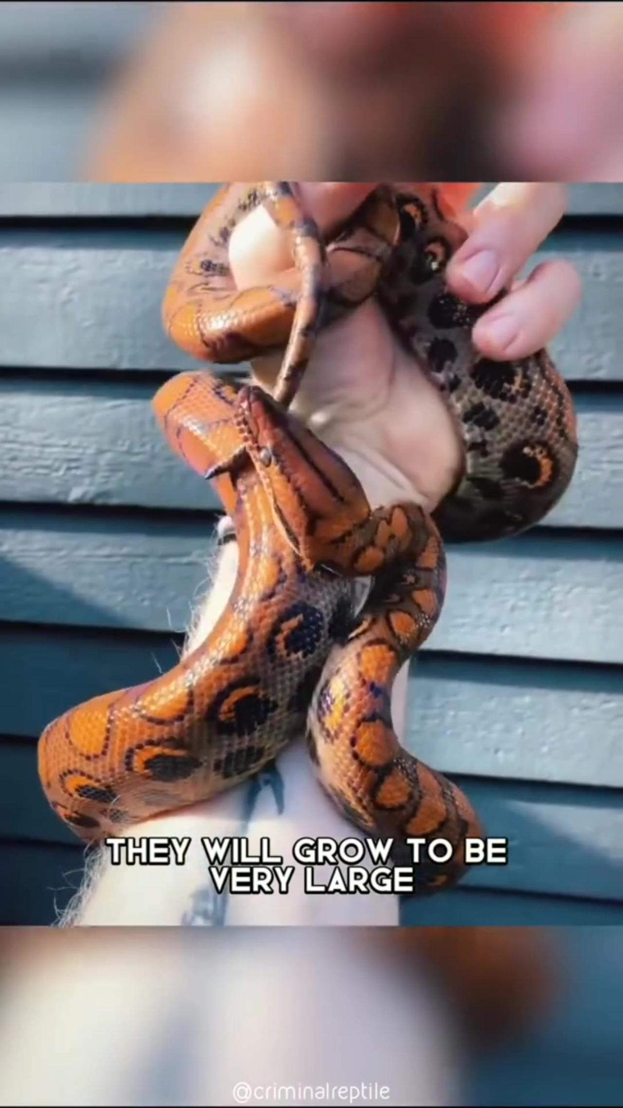 Brazilian Rainbow Boa 🐍 Of The Most Beautiful Snakes In The World #shorts #boa #snake