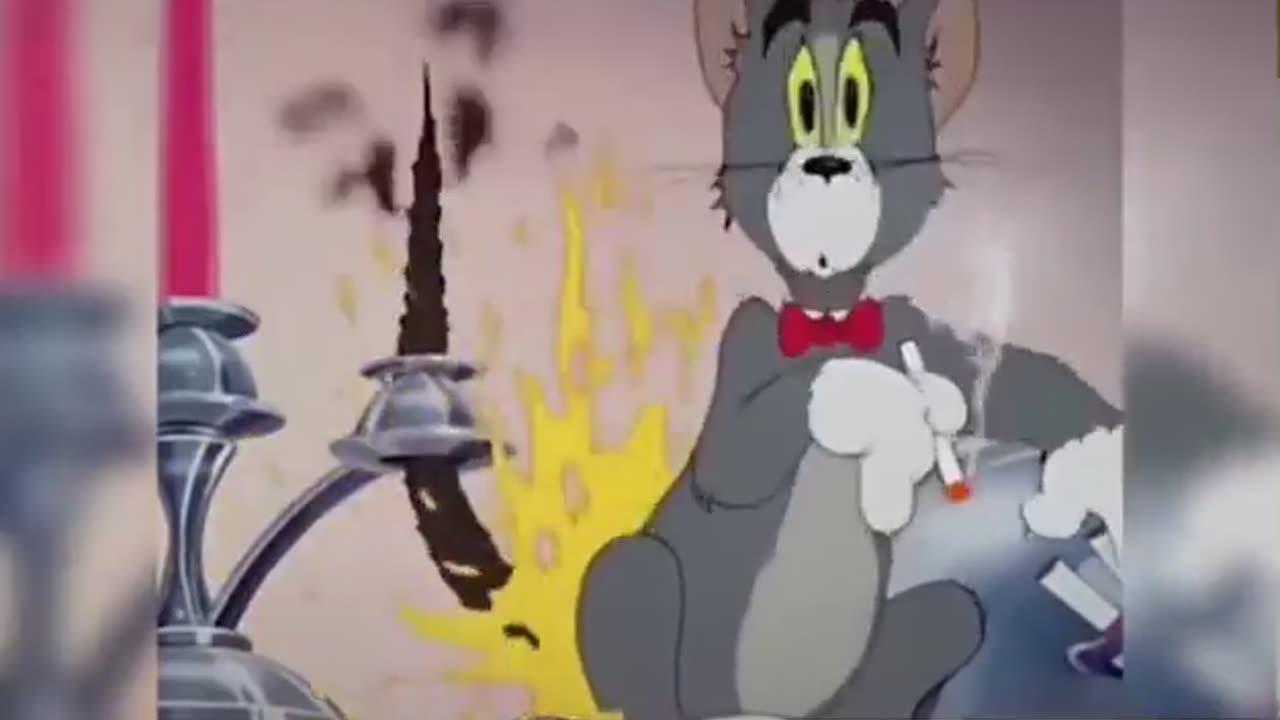 Tom and Jerry Cartoon vs Reality