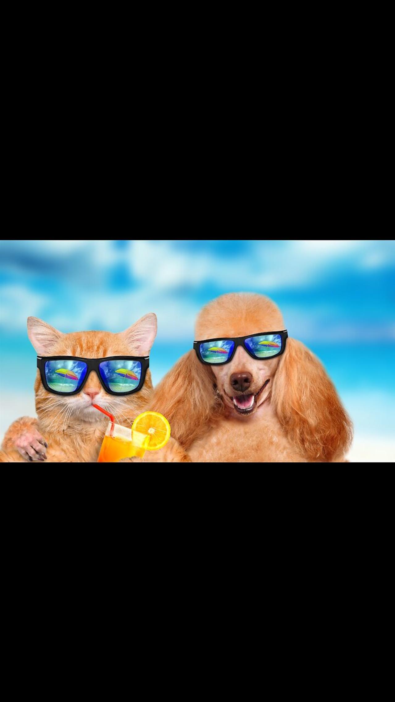 Funny animals funny animals cats and dogs new one news page video