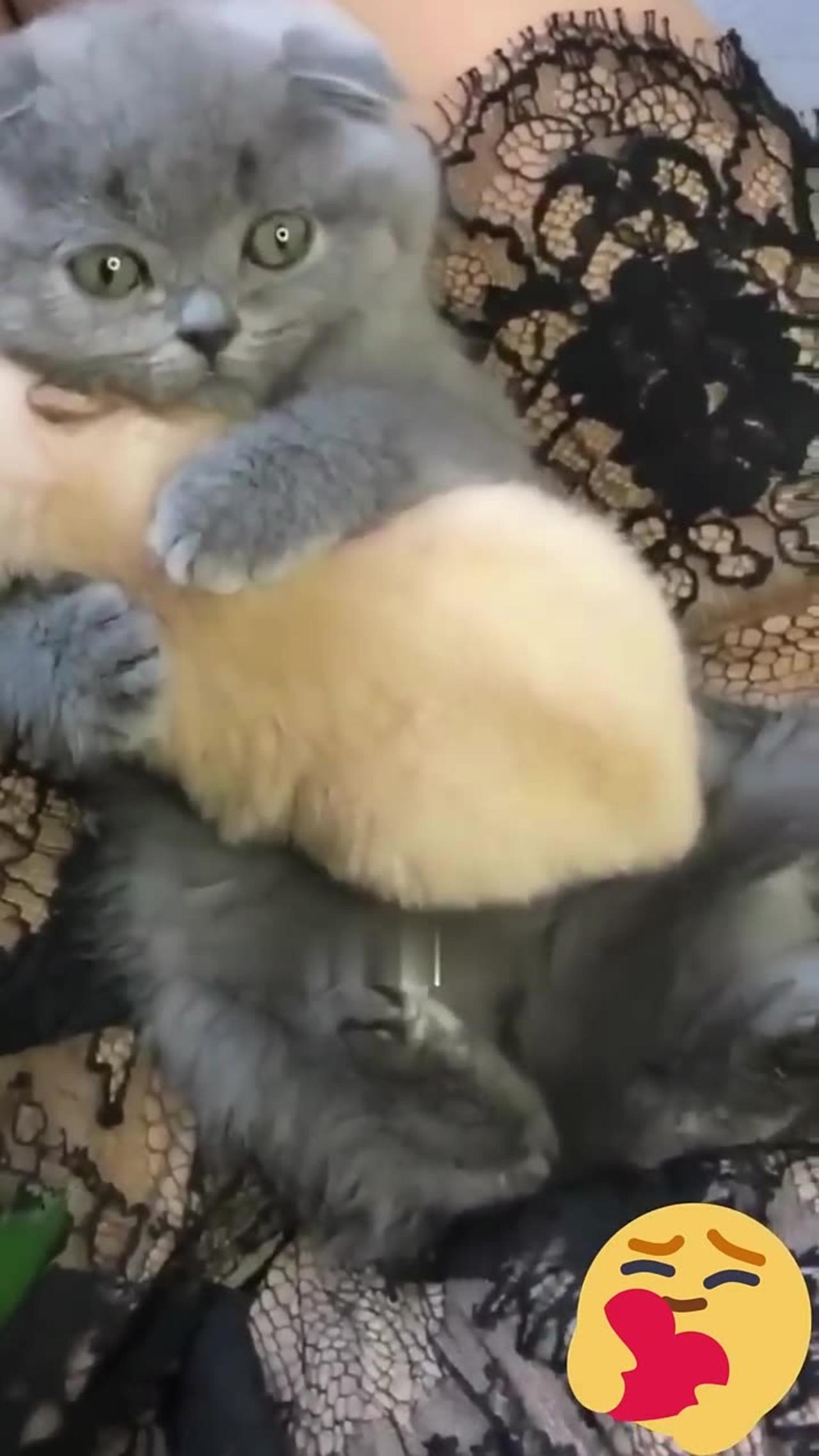 Hey one in a Million love cat 😻💖🐶 Cute kitten hugs puppy