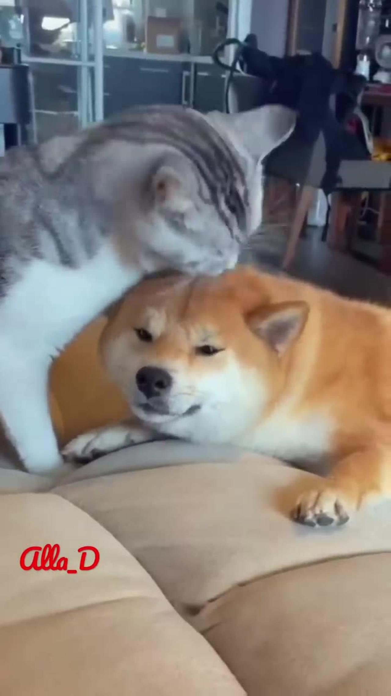 Unlikely Friendship: Astonishing Cat and Dog Duo!