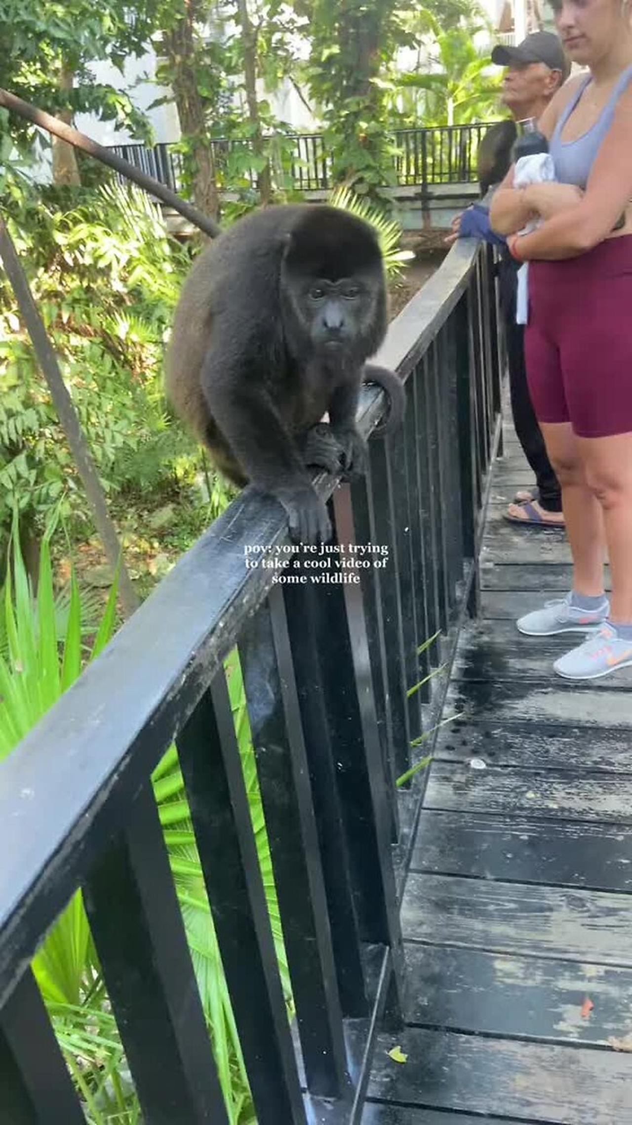 Monkey turns his back on people that are - One News Page VIDEO
