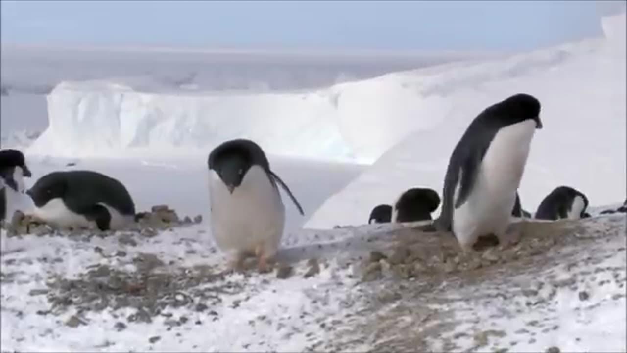 Some funny moments of penguins.
