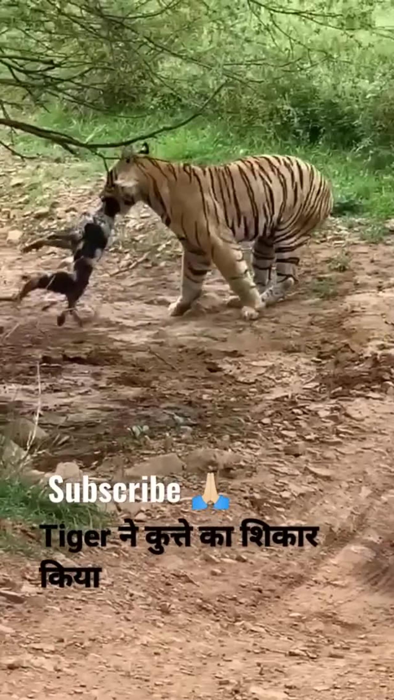 Tiger killed dog at zone 2 Ranthambhore national park Tiger attack dog #shorts