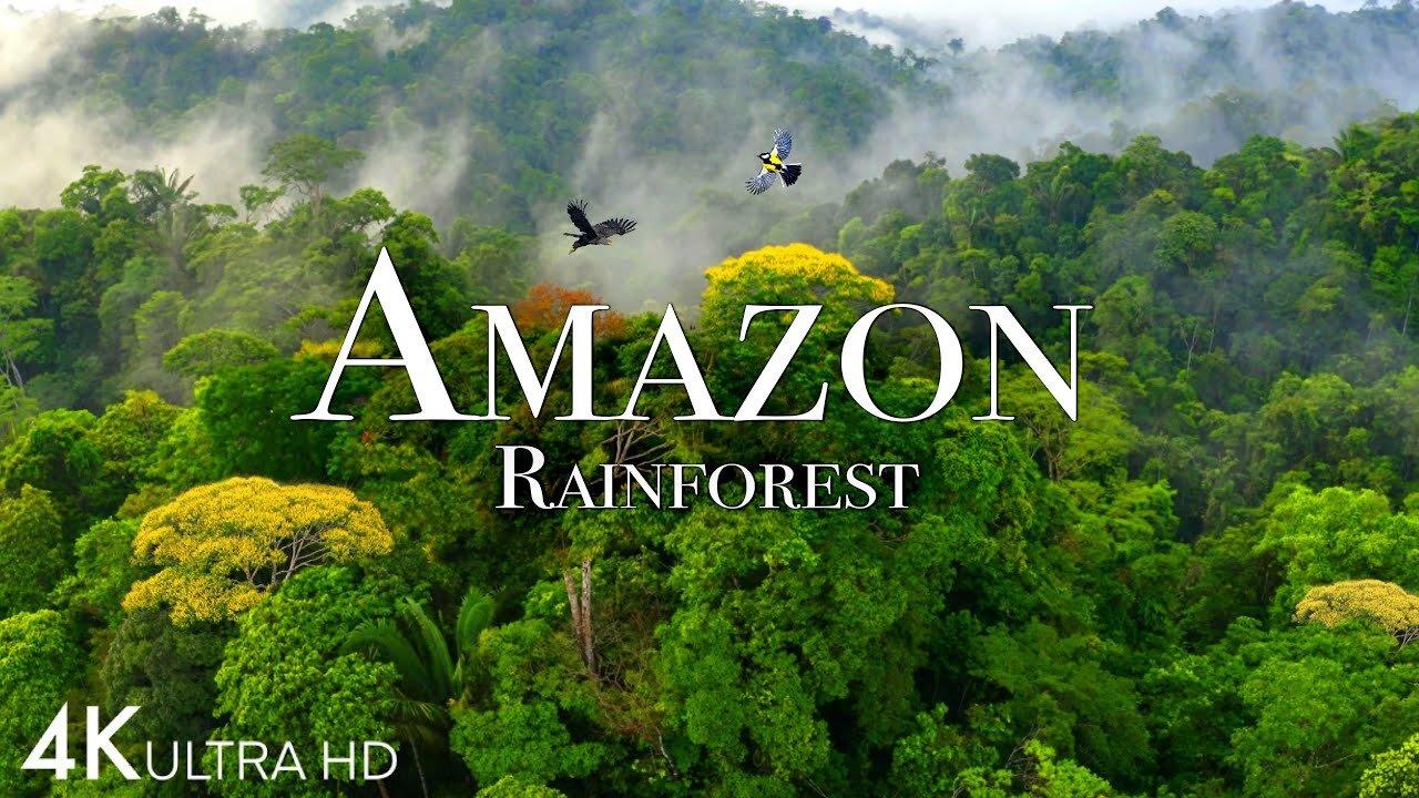 Amazon Rainforest | Nature Relaxation Video With Relaxing Music |  Nature Documentary