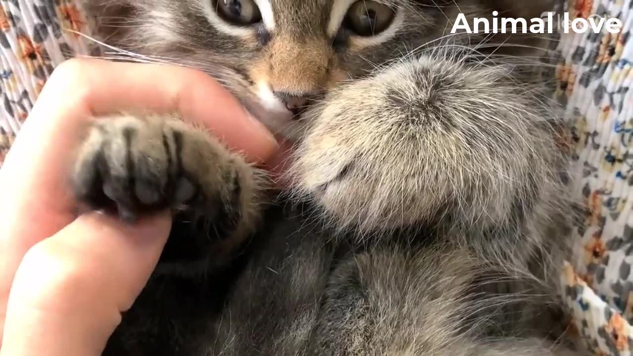 Lovely Kitten Cat