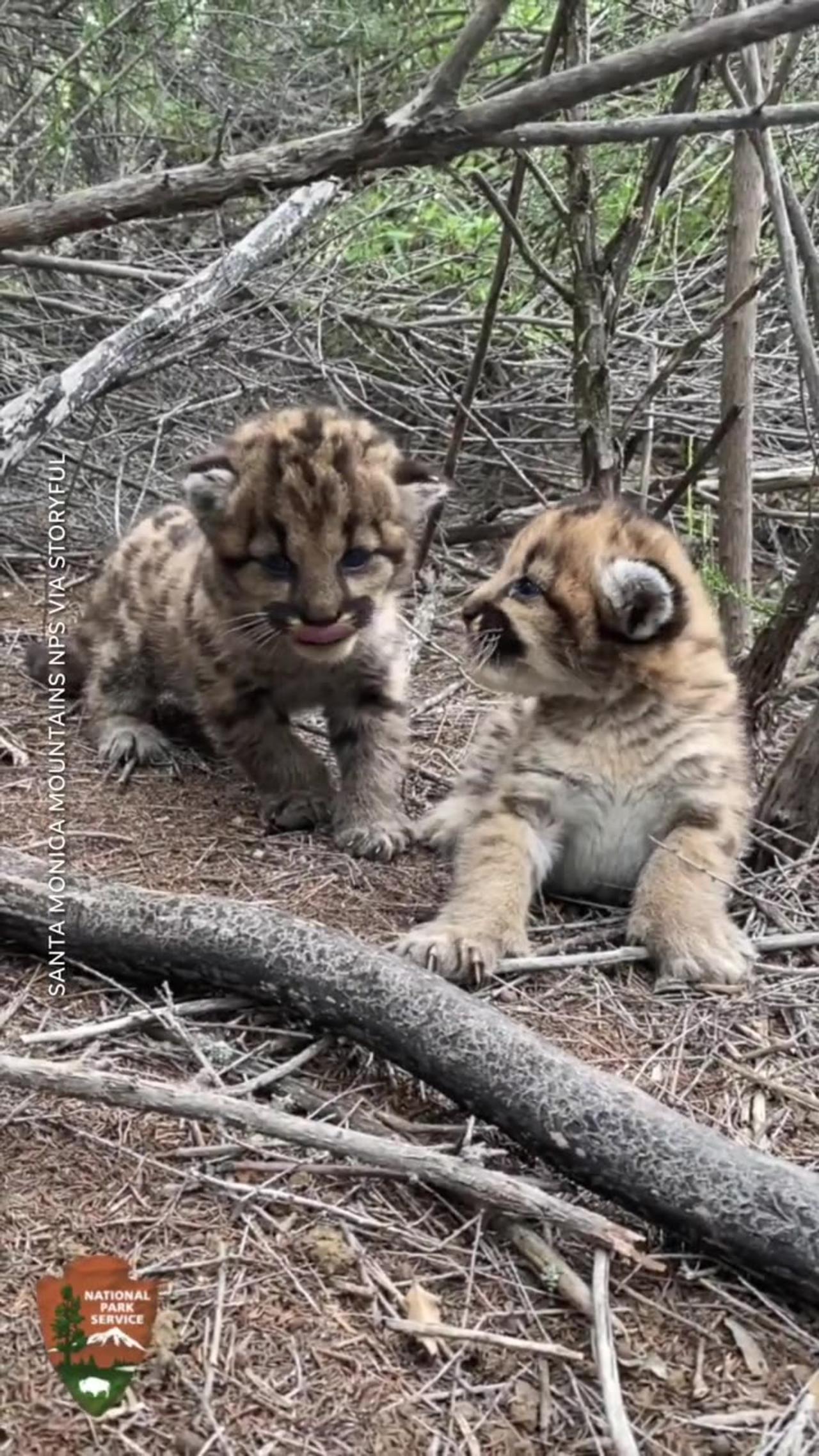 Mountain lion cubs 'roar' and purr for the camera
