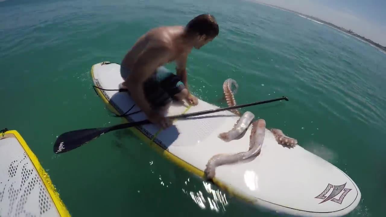 Giant Squid Attacks Surfboard!.mp4