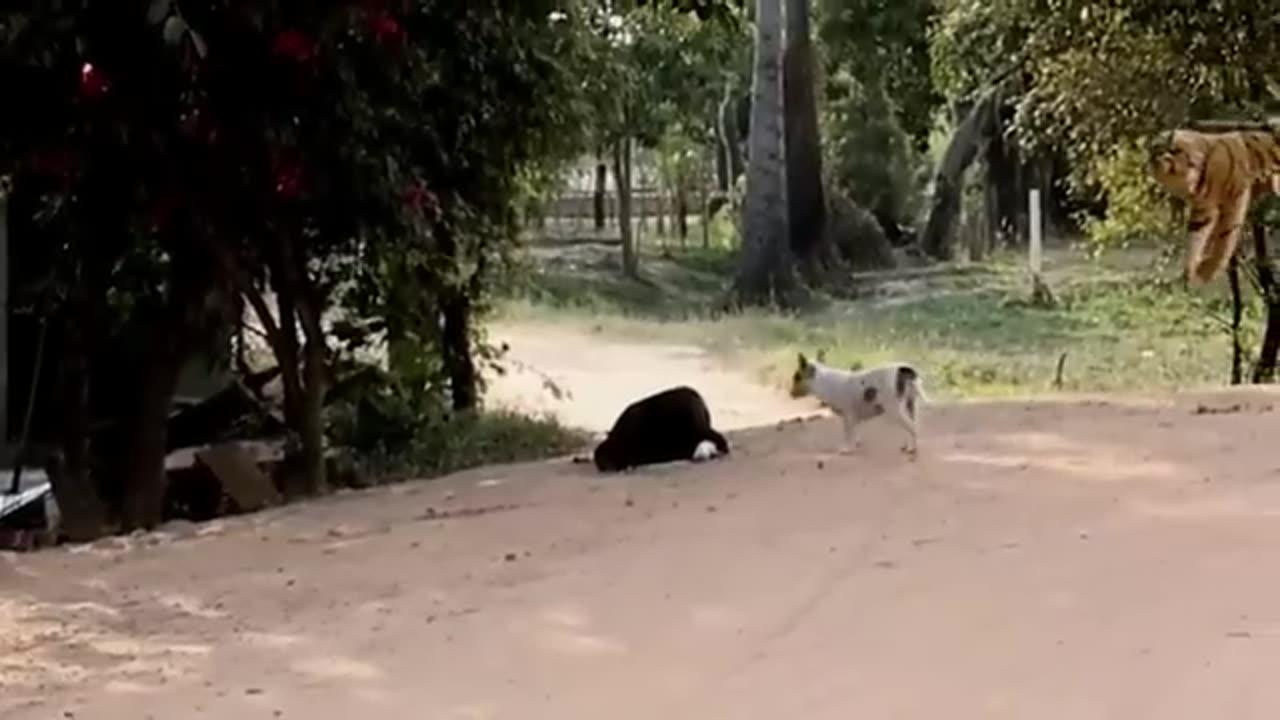 Troll Prank Dog Funny & fake Lion and Fake Tiger  plz like and comment and share