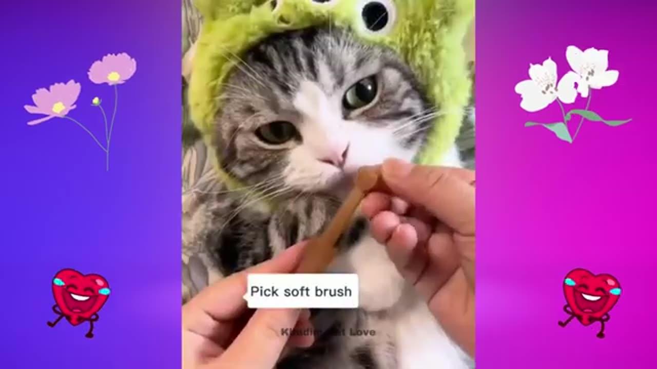Best Funny Cats Videos - Funny Animals