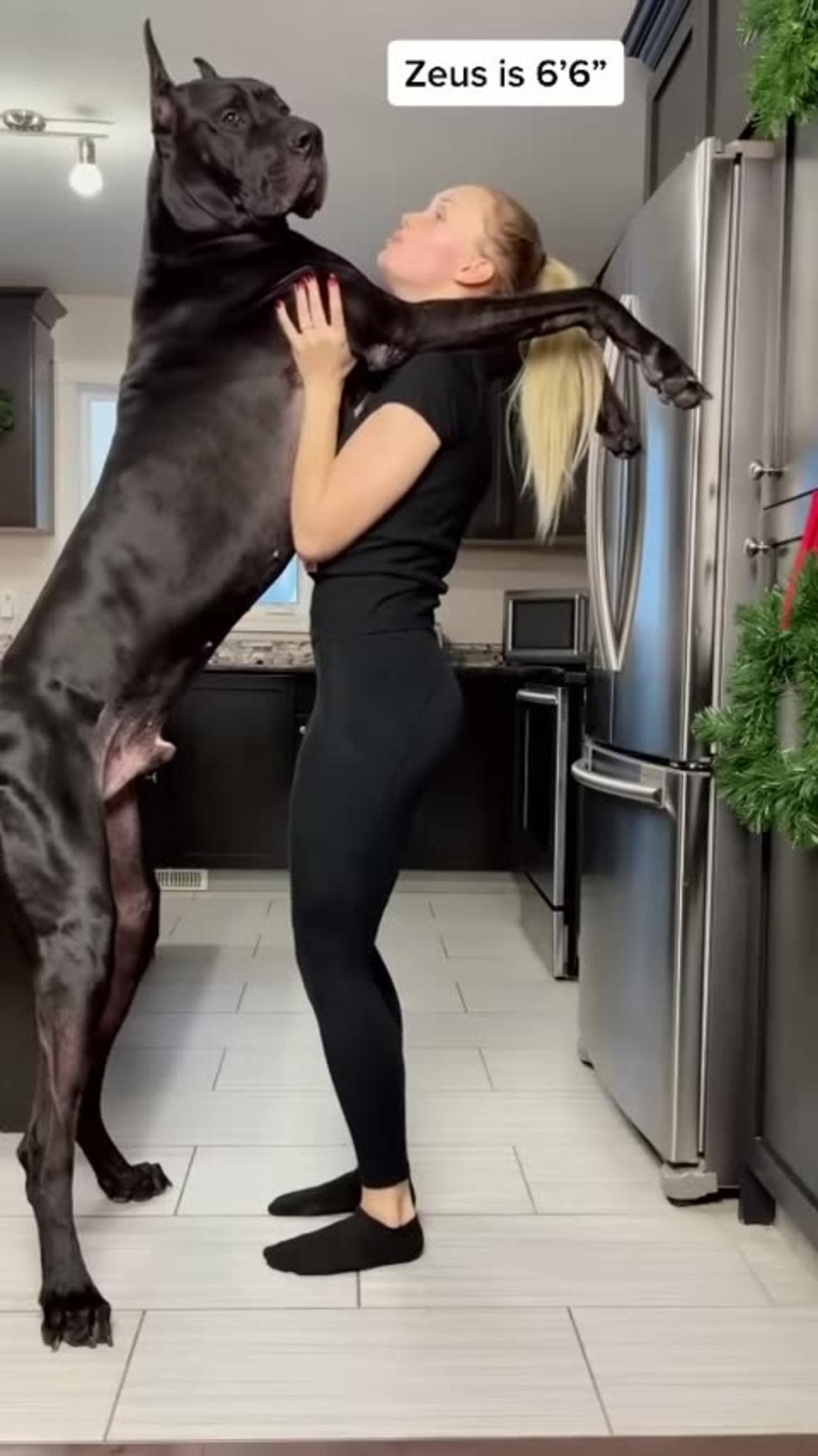 Great Dane is Taller Than Human and well train